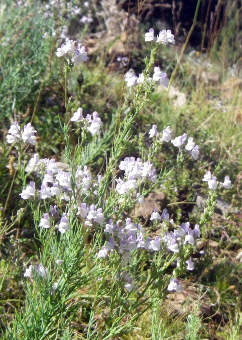 Linaria sff. repens, ID da Marioeffe